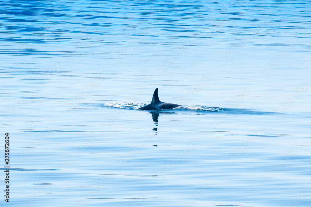 humpback whale in the sea,splashing water humpback whale in the sea,splashing water