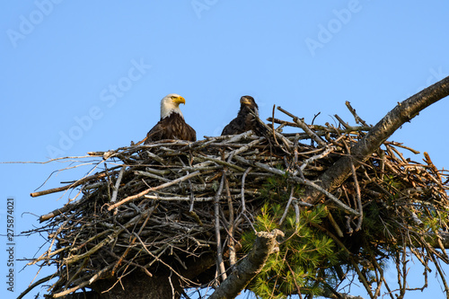 Bald Eagle with Chick Sitting in the Nest photo