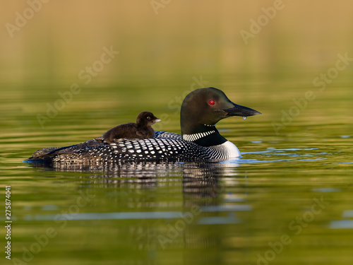 Baby common loon chick takes ride on the back of its parent in early morning light