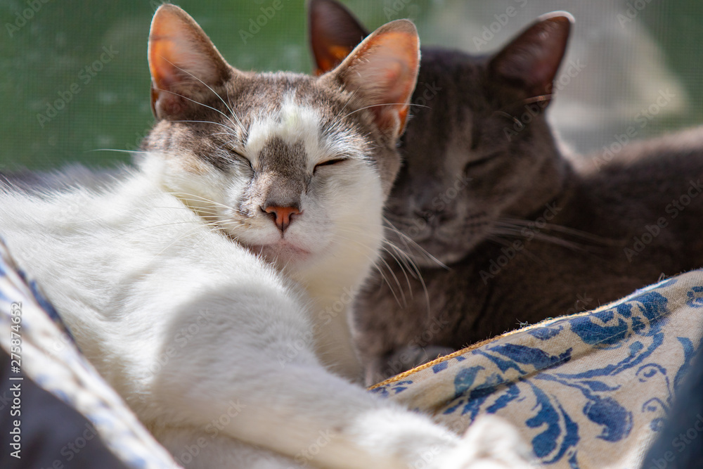 Brotherly love. These two young male cats were from different litters, but adopted together from the Humane Society. 