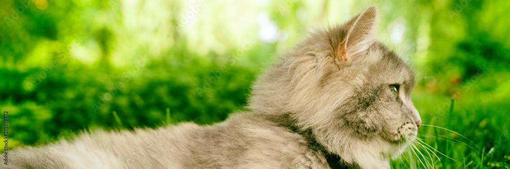 Fototapeta premium Grey cat profile portrait banner panorama looking away in green grass park summer outdoors.