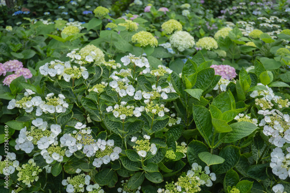 アジサイ 白いガクアジサイを中心に複数種類の紫陽花の茂み Stock Photo Adobe Stock