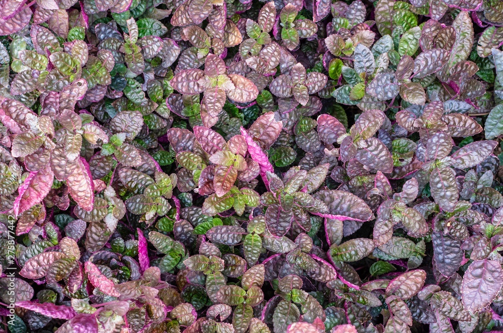custom made wallpaper toronto digitalHemigraphis alternata exotica, Purple Waffle Plant. Top down view.