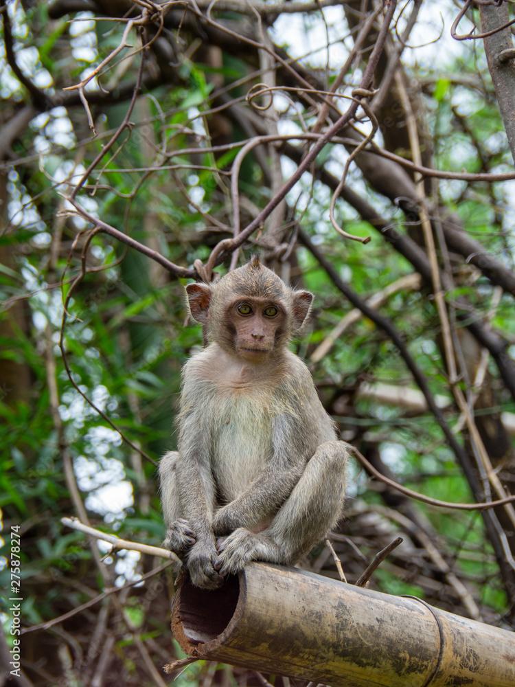 Monkeys sits on the tree Monkeys sits on the tree