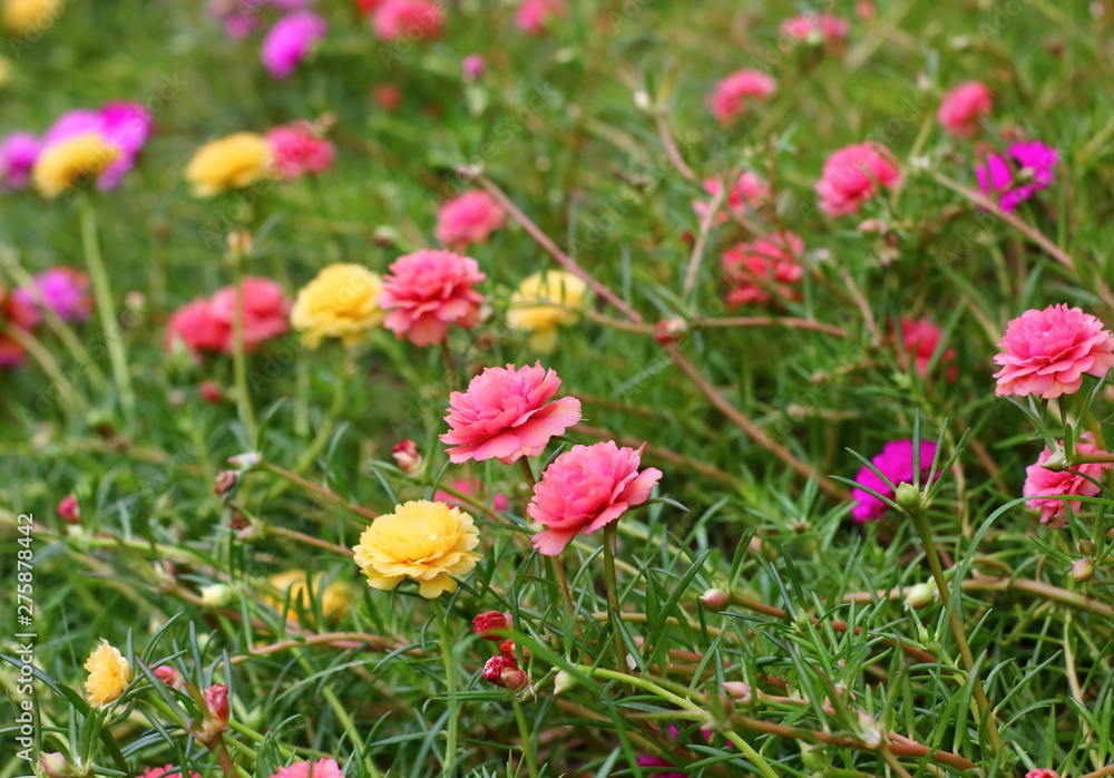 beautiful common purslane flower in fresh garden