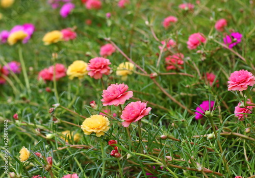 beautiful common purslane flower in fresh garden © changephoto