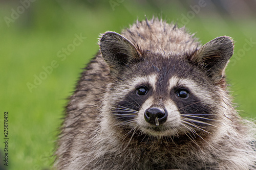 Close-up of raccoon with sunflower seed on its nose