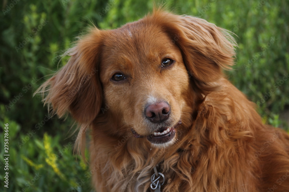 portrait of a dog Nova Scotia Duck Tolling Retriever 