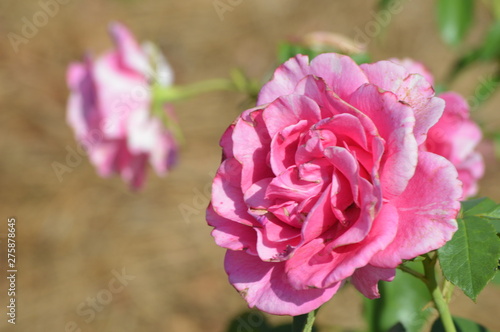 Thomasville rose garden 0268