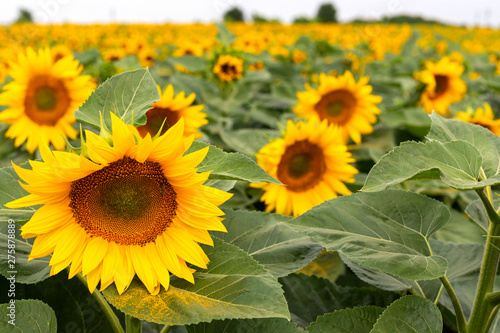 Sunflower field on a summer day