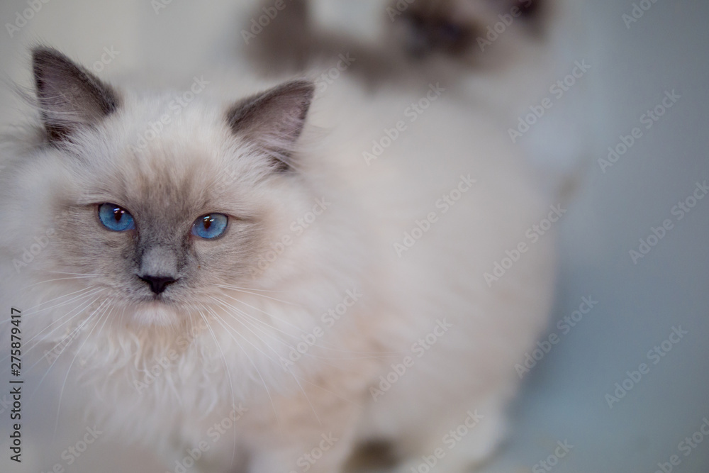 Lovely ragdoll cat portrait with beautiful colours and patterns