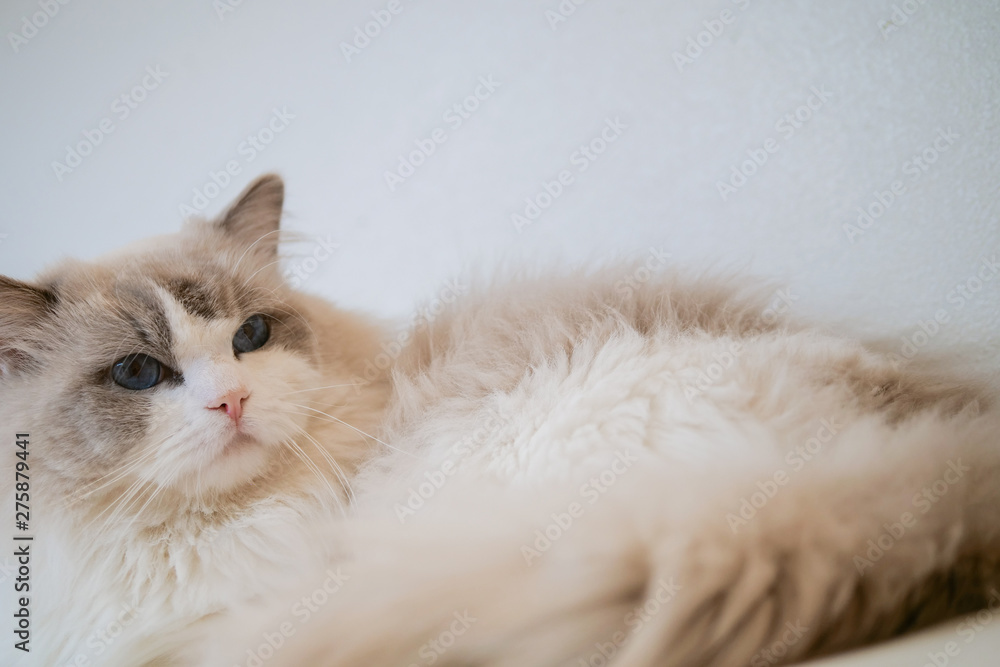 Lovely ragdoll cat portrait with beautiful colours and patterns Lovely ragdoll cat portrait with beautiful colours and patterns