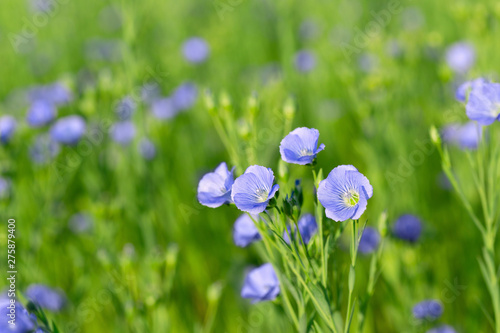 Obraz na plátne flax field with blue flowers
