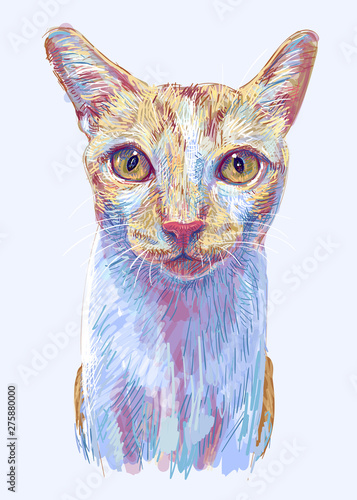 Ginger cat, portrait of cute kitten isolated on light blue background.