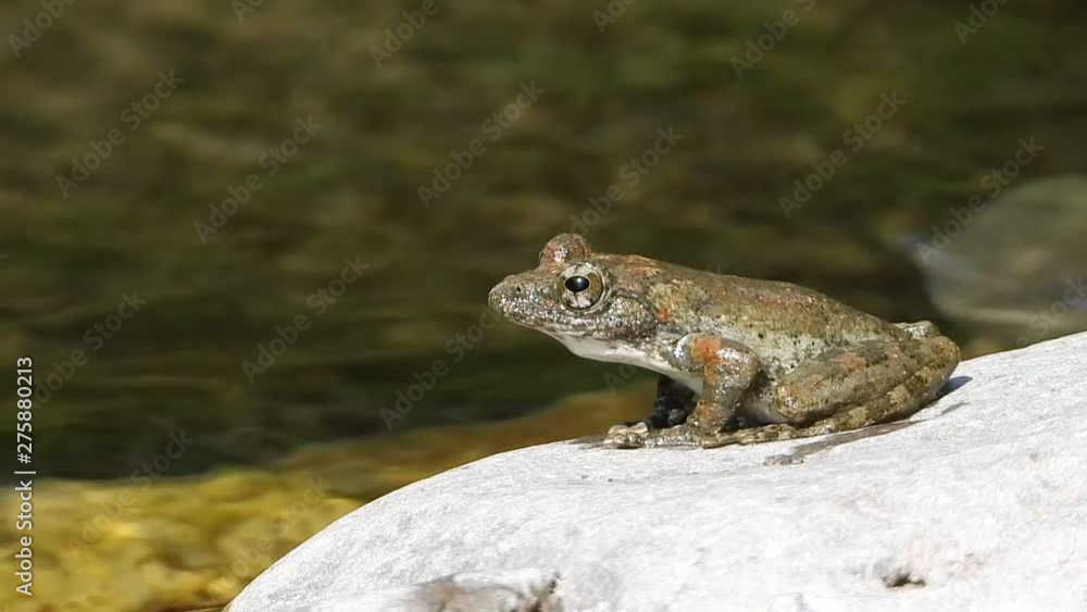 渓流の石の上で鳴くカジカガエル 渓流の石の上で鳴くカジカガエル