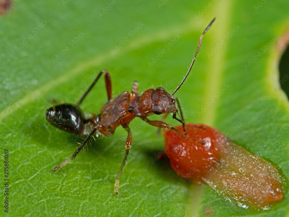 Macro Photo of Assassin Bug is Sucking Fruit on the Leaf Macro Photo of Assassin Bug is Sucking Fruit on the Leaf