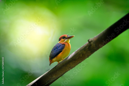 The cuteness of the little kingfisher ( Oriental Dwarf Kingfisher)