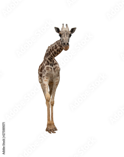 Photography Closeup giraffe isolated on white background