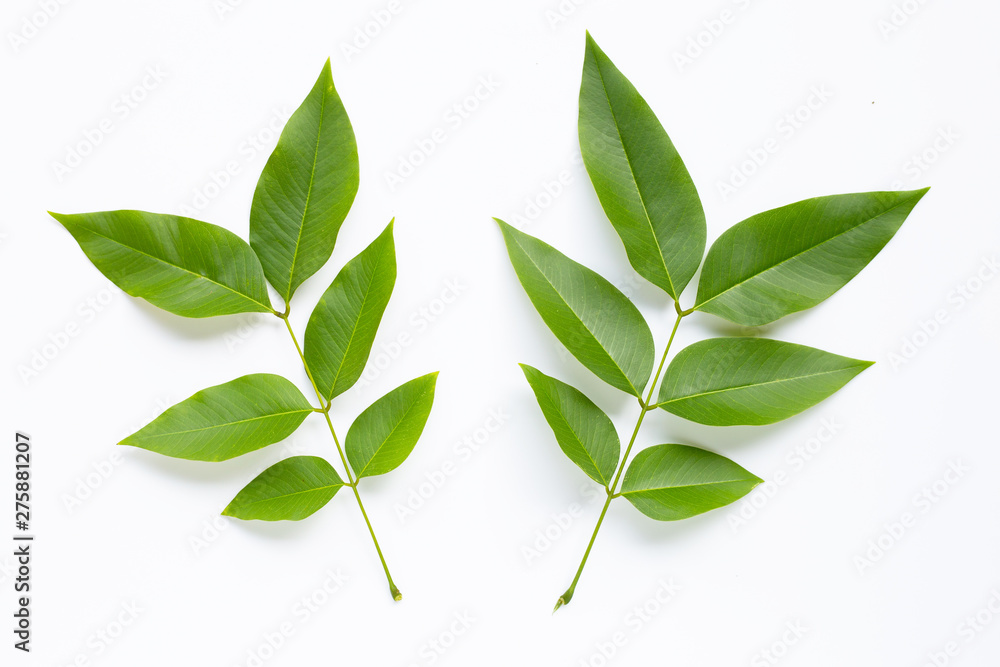 Fototapeta premium Green leaves on white background.