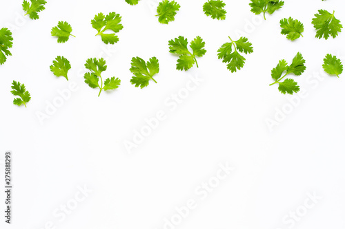 Fresh coriander leaves on white background.