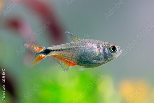 Buenos Aires tetra - Hyphessobrycon anisitsi