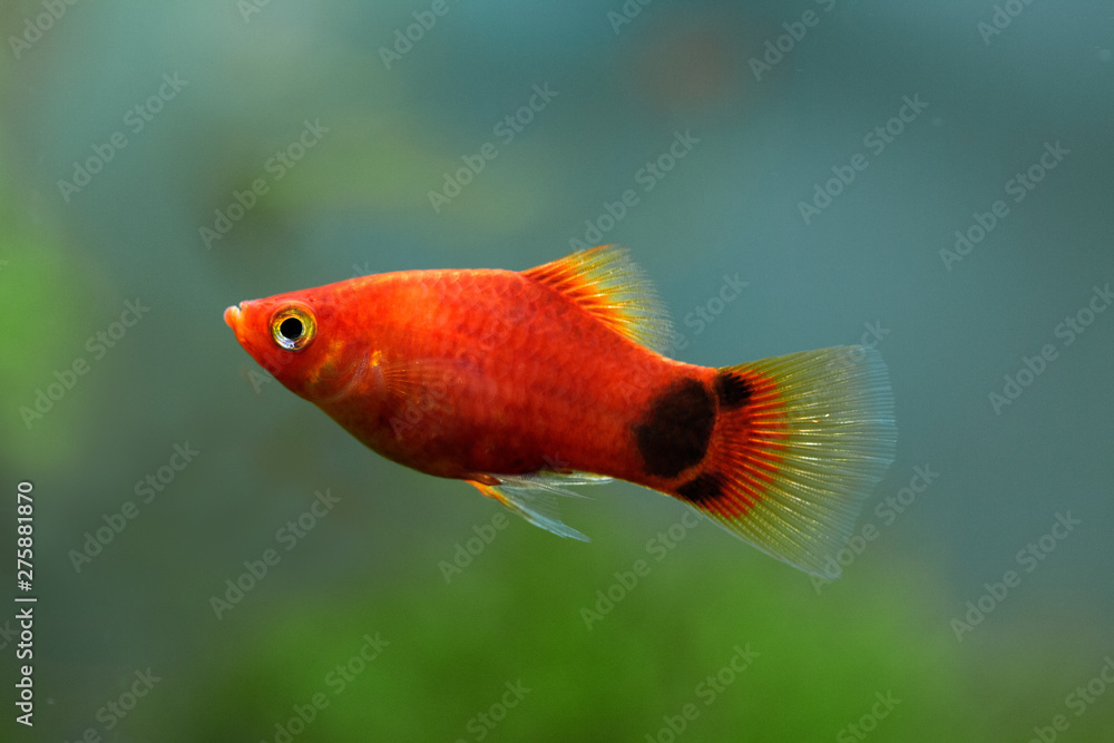 Obraz premium Xiphophorus maculatus - Platy