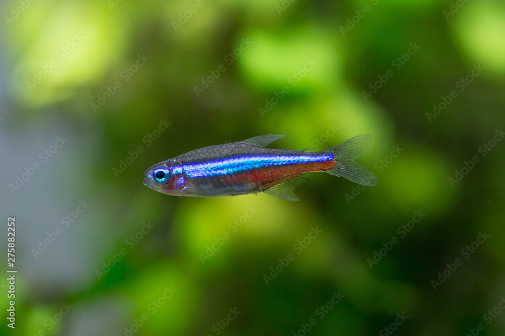 Green neon tetra - Paracheirodon simulans Green neon tetra - Paracheirodon simulans