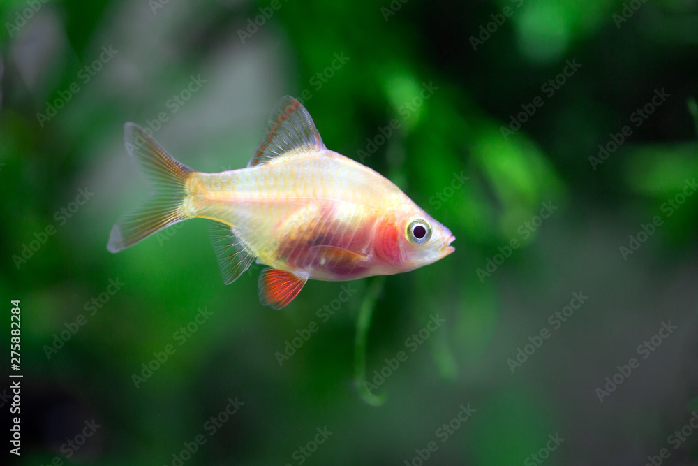 Tiger Barb - Puntigrus tetrazona Tiger Barb - Puntigrus tetrazona