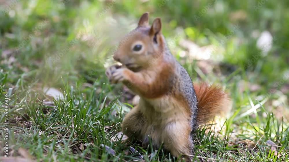 Squirrel Squirrel