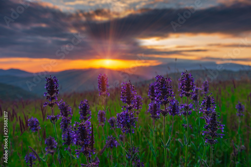 Mountain lavender flowers during a colorful sunset