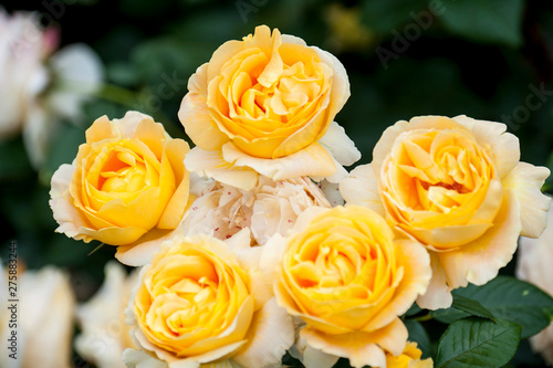 Rose Festival