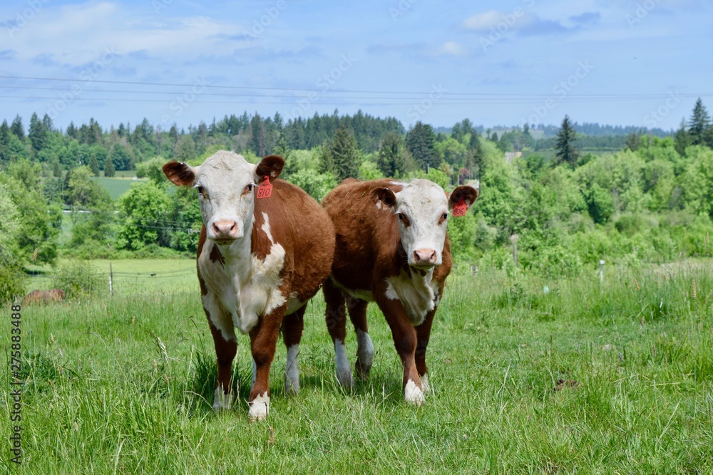 curious calfs