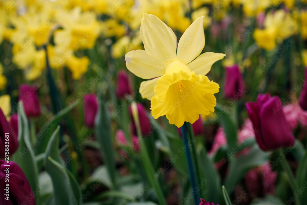 yellow daffodils in the garden yellow daffodils in the garden