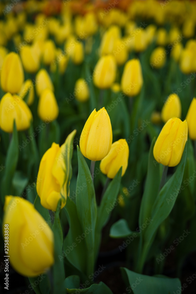 Yellow tulips and orange in the garden Yellow tulips and orange in the garden