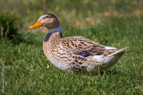 A beautiful proud duck in the green grass. She is colorful in the sunshine and likes to take this portrait of herself.
