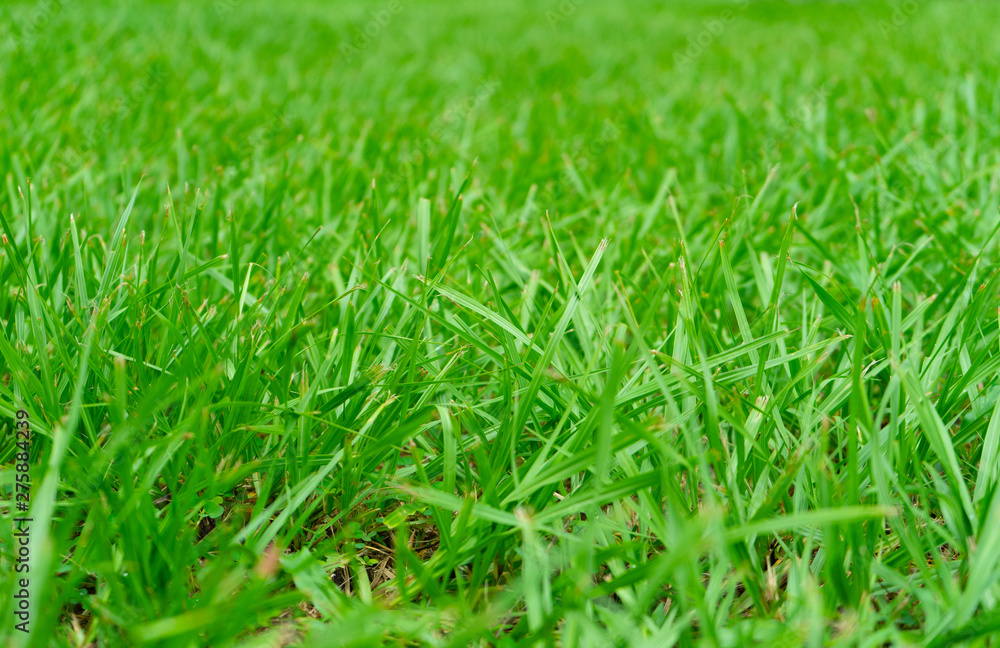 Green Grass Texture Background. Green Grass Texture Background.
