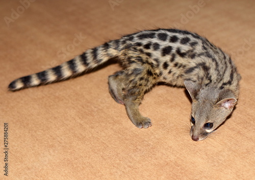 Kitten small-spotted genet explores the surface of the table, close-up, high contrast, bright natural colors photo