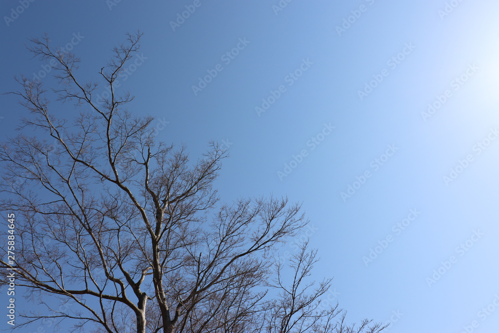 枝のイメージ,branch 枝のイメージ,branch