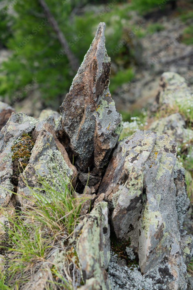 Fototapeta premium lizard on rock