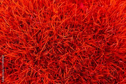 Grass texture background.