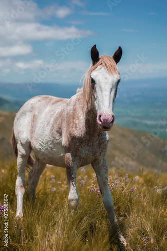 white horse and foal