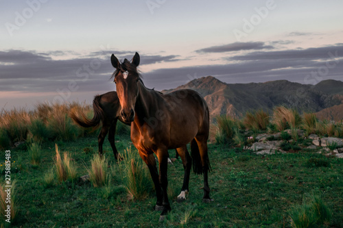 horse in the mountains