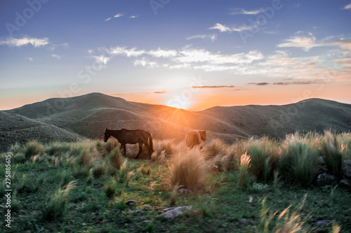 horses and sunset in the mountains
