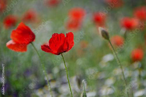 red summer poppy field