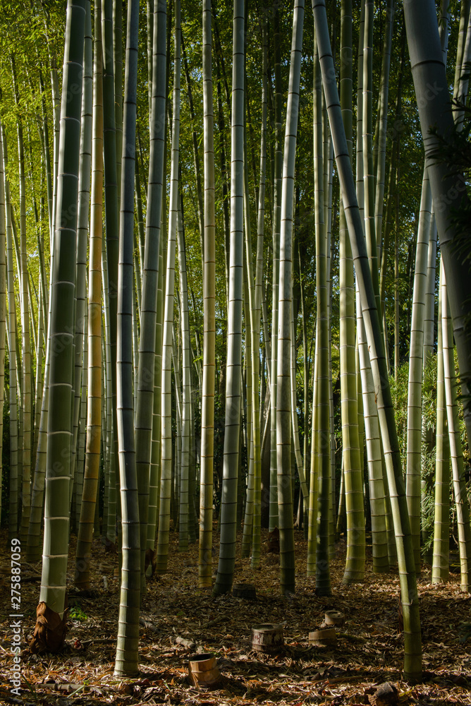 Fototapeta premium Bamboo forest where light comes in