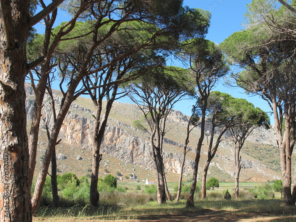 Obraz premium kalogria, schirmpinienwald