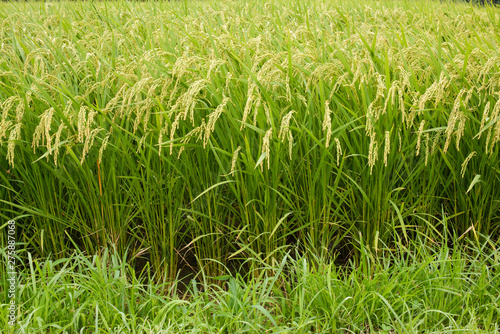 Japanese rice fields in harvest time a little more