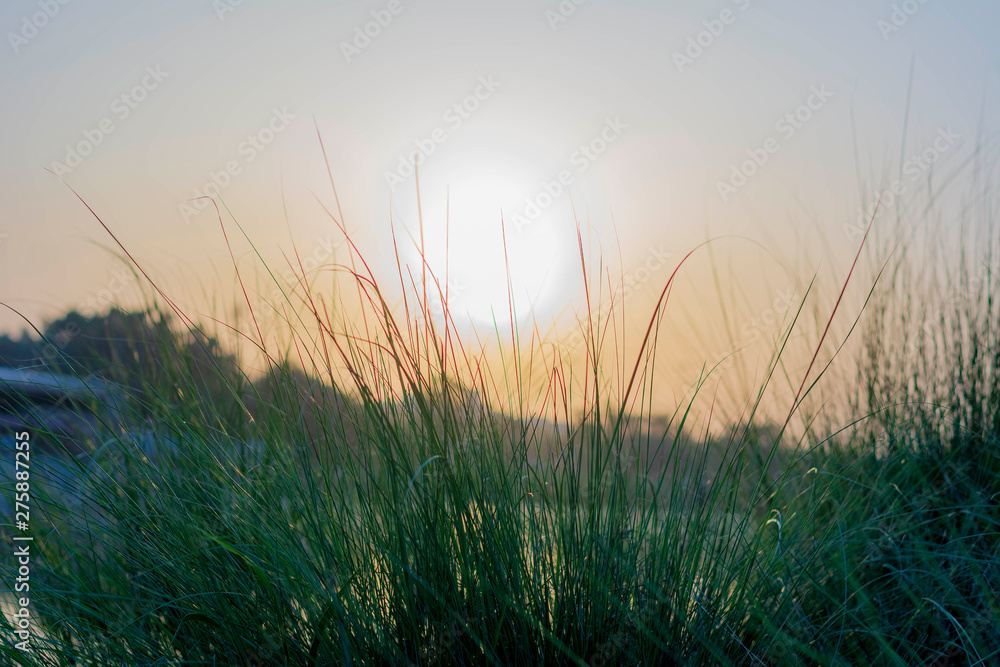 Grass and the sunlight in the evening