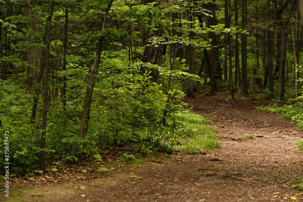 Obraz premium Photo of a footpath in a cool summer forest