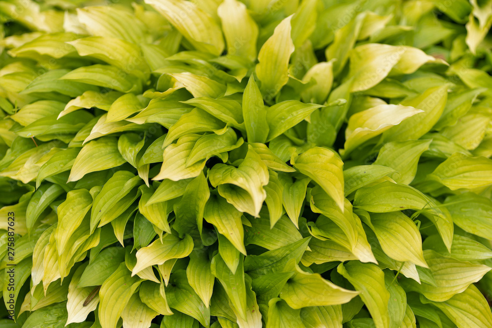 Fototapeta premium Photo of green plant texture in soft focus